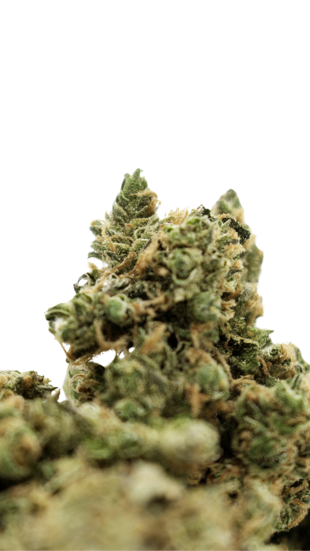 amnesia haze cad