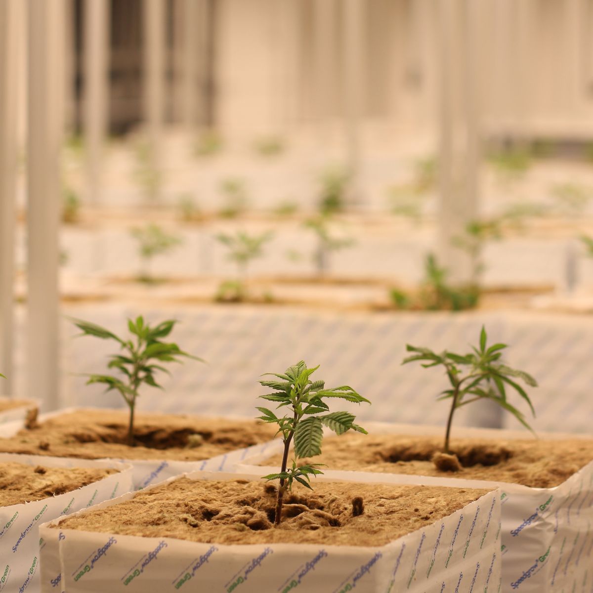 pousse de fleurs de cannabis Kilogrammes
