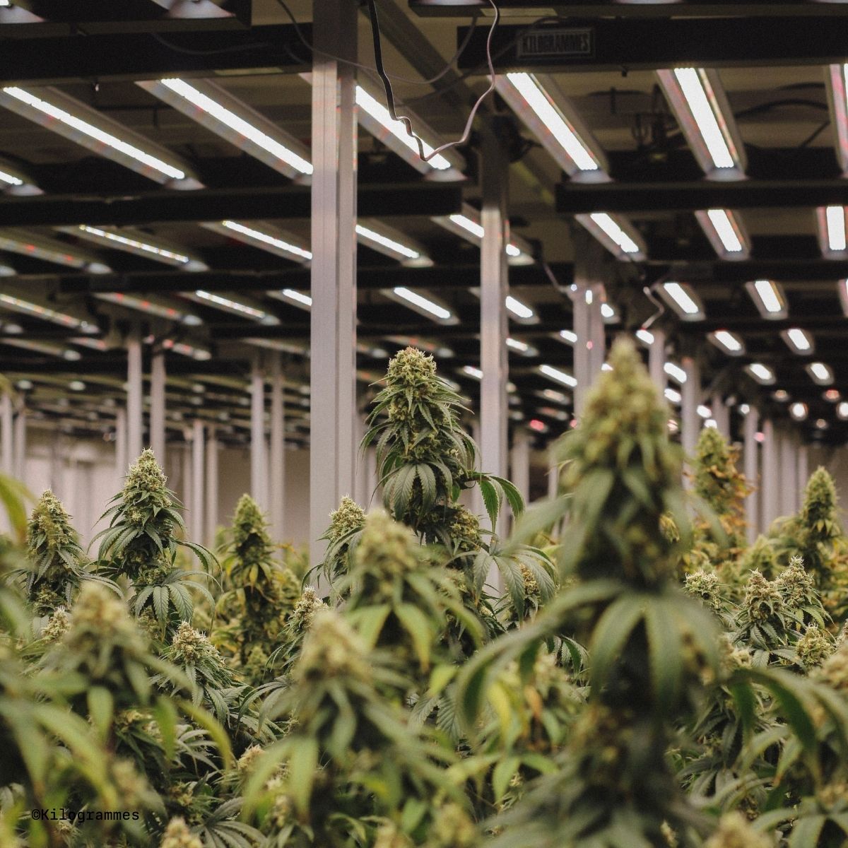 culture indoor by kilogrammes cbd qualité
