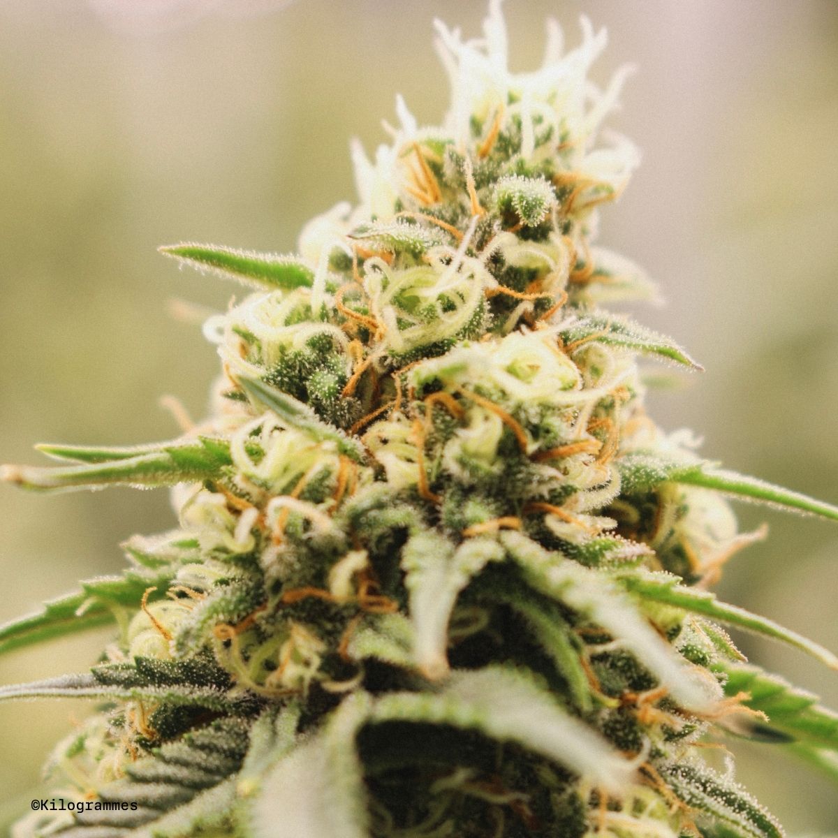 plant de cannabis avec trichomes Kilogrammes