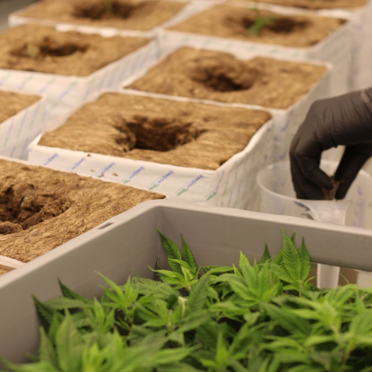 récolte de cannabis cbd Kilogrammes