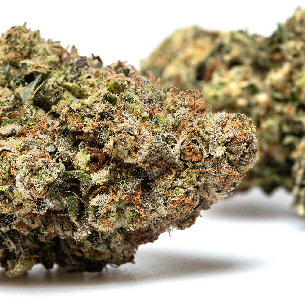 PAYTON'S LEMON S1 – HYDRO